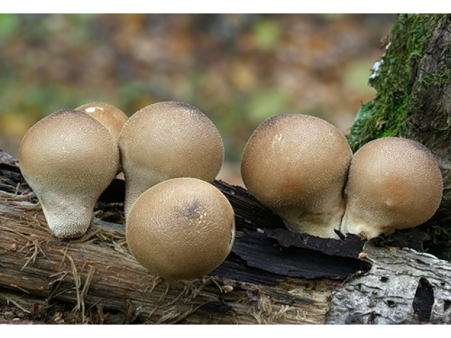 Мицелий Дождевика грушевидного (Lycoperdon pyriforme)